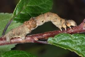 Attēlu rezultāti vaicājumam “Selenia dentaria larva”