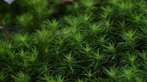 Attēlu rezultāti vaicājumam “moss”