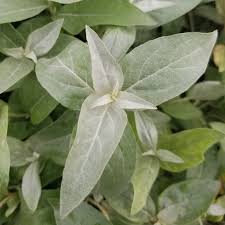 Attēlu rezultāti vaicājumam “Elaeagnus commutata”