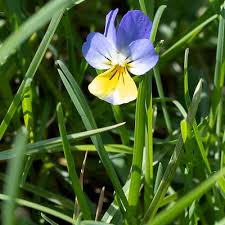 Attēlu rezultāti vaicājumam “Viola tricolor subsp. matutina”