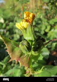 Attēlu rezultāti vaicājumam “Sonchus oleraceus bud”