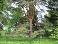 Attēlu rezultāti vaicājumam “Pinus sylvestris var. turfosa”