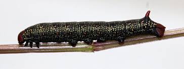 Attēlu rezultāti vaicājumam “Hyles gallii”