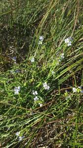 Attēlu rezultāti vaicājumam “Cakile maritima subsp. baltica leaf”