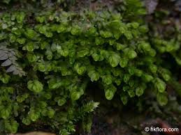 Attēlu rezultāti vaicājumam “Jungermannia hyalina”