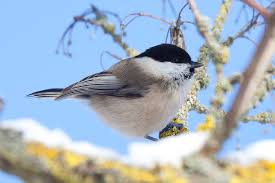 Attēlu rezultāti vaicājumam “Poecile montanus”