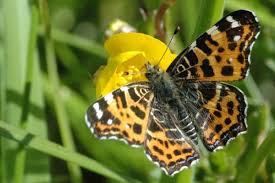 Attēlu rezultāti vaicājumam “Araschnia levana”