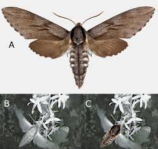 Attēlu rezultāti vaicājumam “Sphinx pinastri”