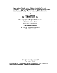 Attēlu rezultāti vaicājumam “Belbodamaeus sp.”