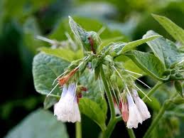 Attēlu rezultāti vaicājumam “Symphytum asperum flower”