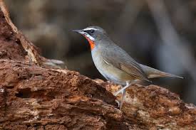 Image result for Luscinia calliope