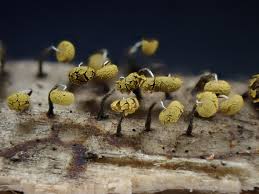 Attēlu rezultāti vaicājumam “Physarum viride macro”