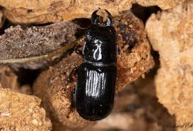 Attēlu rezultāti vaicājumam “Ceruchus chrysomelinus”