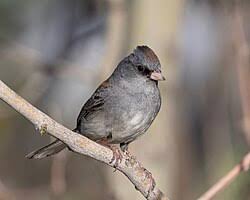 Image result for Junco hyemalis