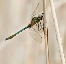 Attēlu rezultāti vaicājumam “Cordulia aenea”