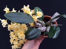 Attēlu rezultāti vaicājumam “Didymium aggregatum”