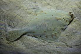 Image result for Pleuronectes platessa