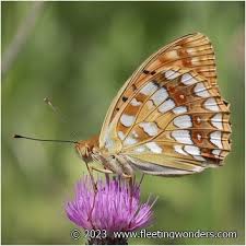 Attēlu rezultāti vaicājumam “Argynnis adippe male”