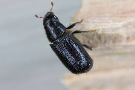 Attēlu rezultāti vaicājumam “Tomicus minor”