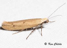 Attēlu rezultāti vaicājumam “Ypsolophidae”