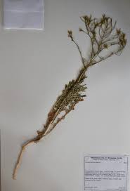 Attēlu rezultāti vaicājumam “Sisymbrium altissimum”