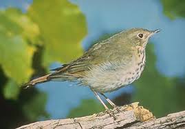 Image result for Catharus guttatus