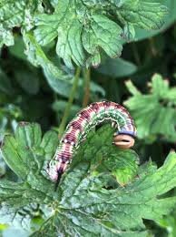 Attēlu rezultāti vaicājumam “Sphinx pinastri larva”