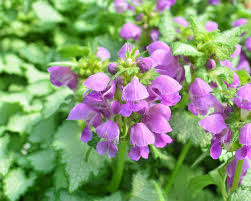 Attēlu rezultāti vaicājumam “Lamium maculatum flower”