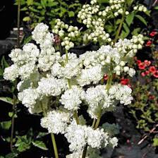 Image result for Filipendula ulmaria