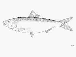 Image result for Alosa fallax