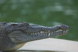 Image result for Crocodylus acutus