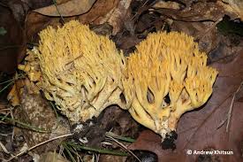 Attēlu rezultāti vaicājumam “Ramaria flava”