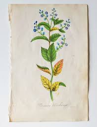 Attēlu rezultāti vaicājumam “Veronica beccabunga leaf”