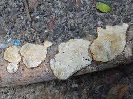 Attēlu rezultāti vaicājumam “Perenniporia medulla-panis”