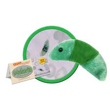 Attēlu rezultāti vaicājumam “Diachea muscorum plasmodium”