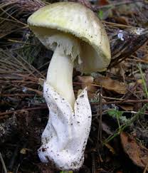 Attēlu rezultāti vaicājumam “Amanita phalloides”