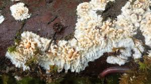 Attēlu rezultāti vaicājumam “Schizopora paradoxa”