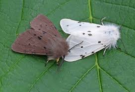 Attēlu rezultāti vaicājumam “Diaphora mendica”