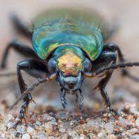 Attēlu rezultāti vaicājumam “Poecilus versicolor”