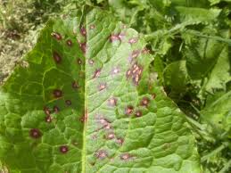 Attēlu rezultāti vaicājumam “Oenothera rubricauli leaf”