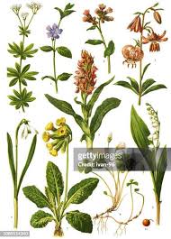 Image result for Pulmonaria officinalis