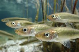 Image result for Osmerus eperlanus