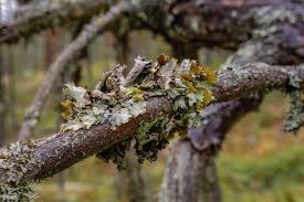 Attēlu rezultāti vaicājumam “Platismatia glauca”