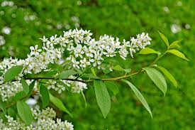 Attēlu rezultāti vaicājumam “Frangula alnus flower”