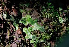 Attēlu rezultāti vaicājumam “Mnium hornum sporophyte”