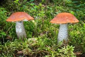 Attēlu rezultāti vaicājumam “Leccinum vulpinum”