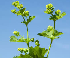 Attēlu rezultāti vaicājumam “Alchemilla subcrenata  flower”