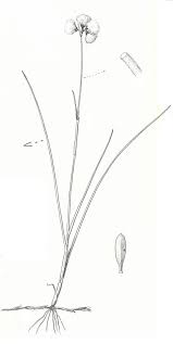 Attēlu rezultāti vaicājumam “Eriophorum gracile fruit”