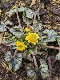 Attēlu rezultāti vaicājumam “Ficaria verna flower”