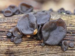 Attēlu rezultāti vaicājumam “Exidia truncata”